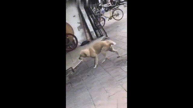【第十弹】当你家狗子喝了白酒之后!